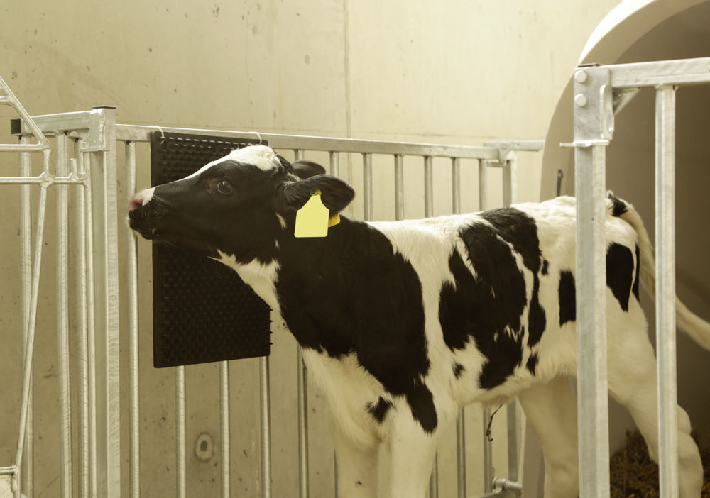 Borstelmat voor Paard, Kalf, Geit 40 x 30 cm 2025 Borstelmat voor Paard, Kalf, Geit 40 x 30 cm - Afbeelding 2