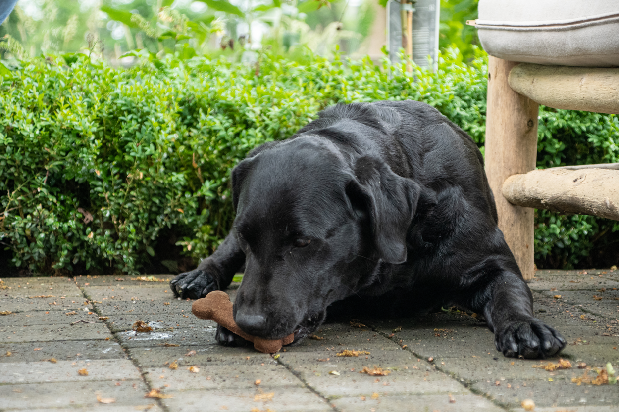 Bugbone Grootverpakking Large 11 kg 2025 Bugbone Grootverpakking Large 11 kg - Afbeelding 4