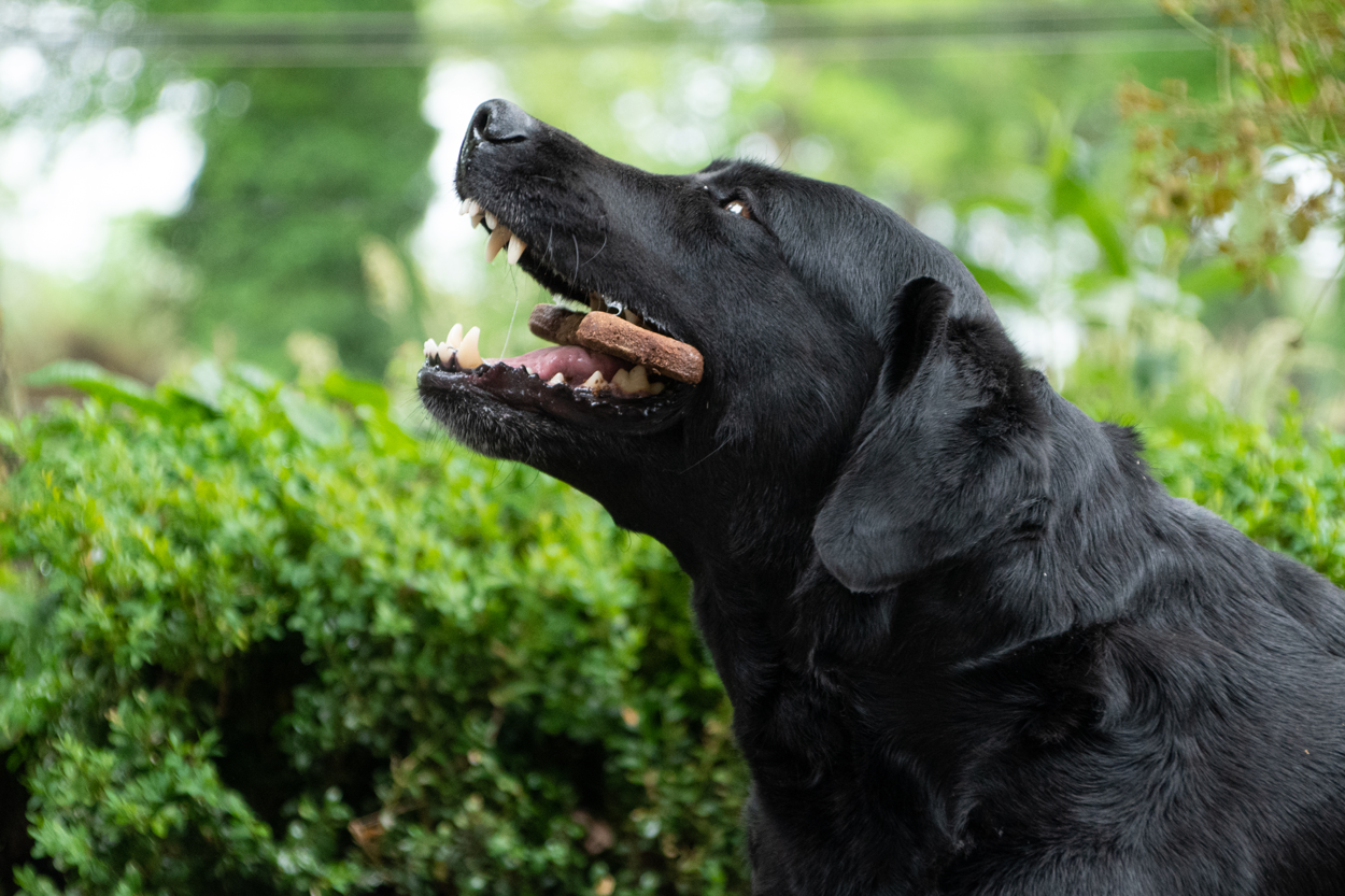 Bugbone Grootverpakking Large 11 kg 2025 Bugbone Grootverpakking Large 11 kg - Afbeelding 5