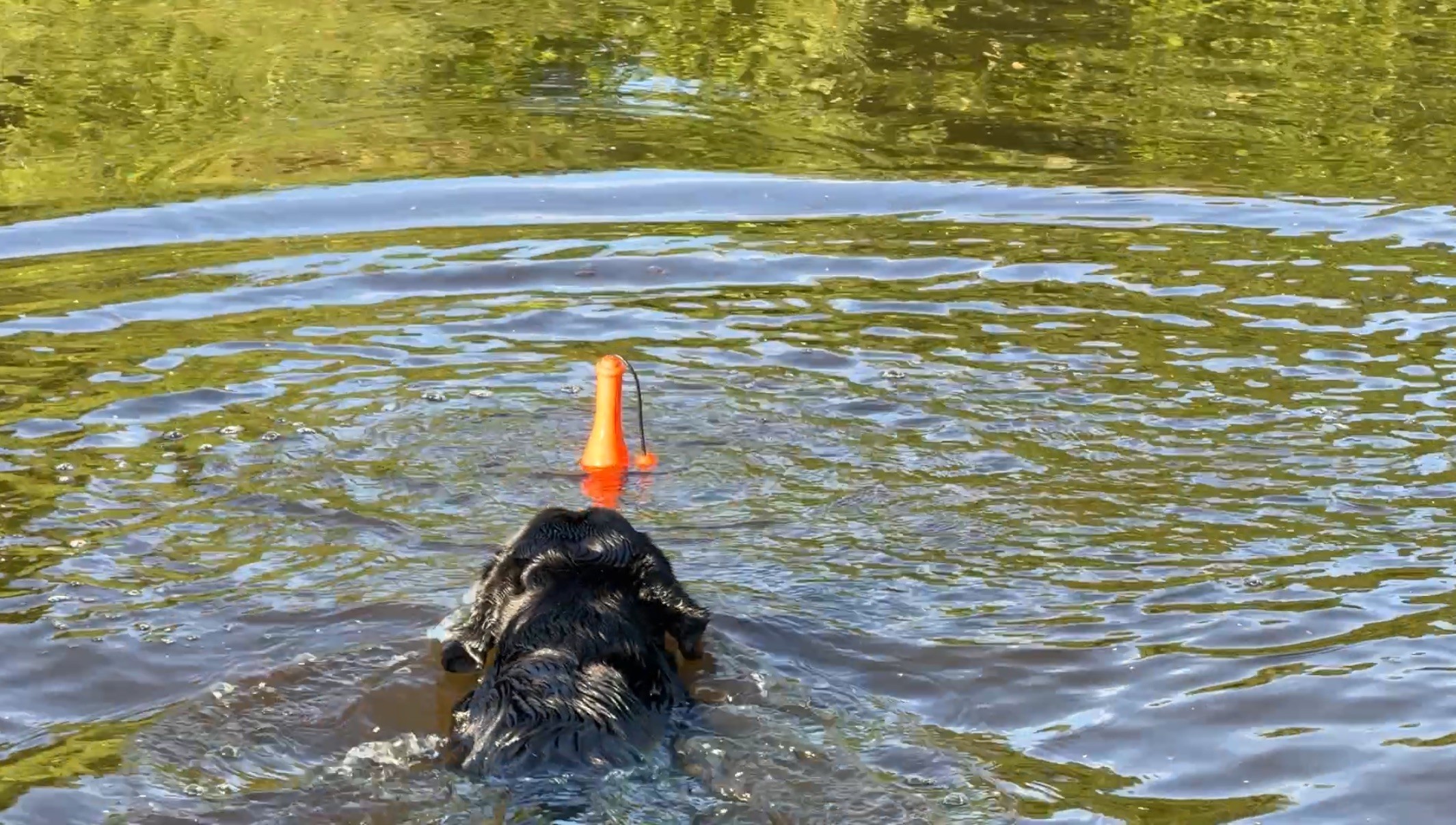 Dog Comets Bobber Roze 2025 Dog Comets Bobber Roze - Afbeelding 4