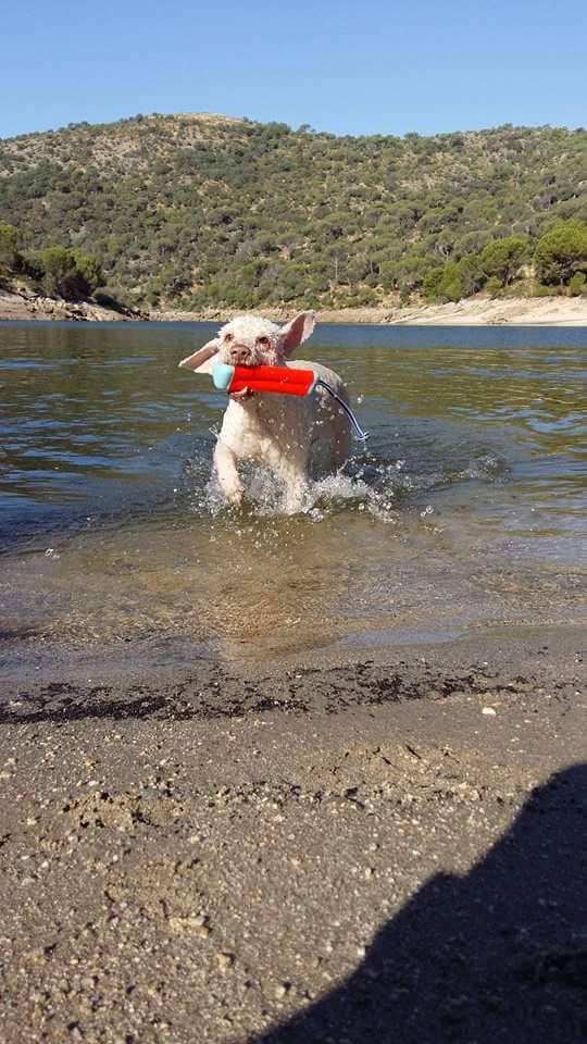 Chuckit! Amphibious Bumper S 2025 Chuckit! Amphibious Bumper S - Afbeelding 6