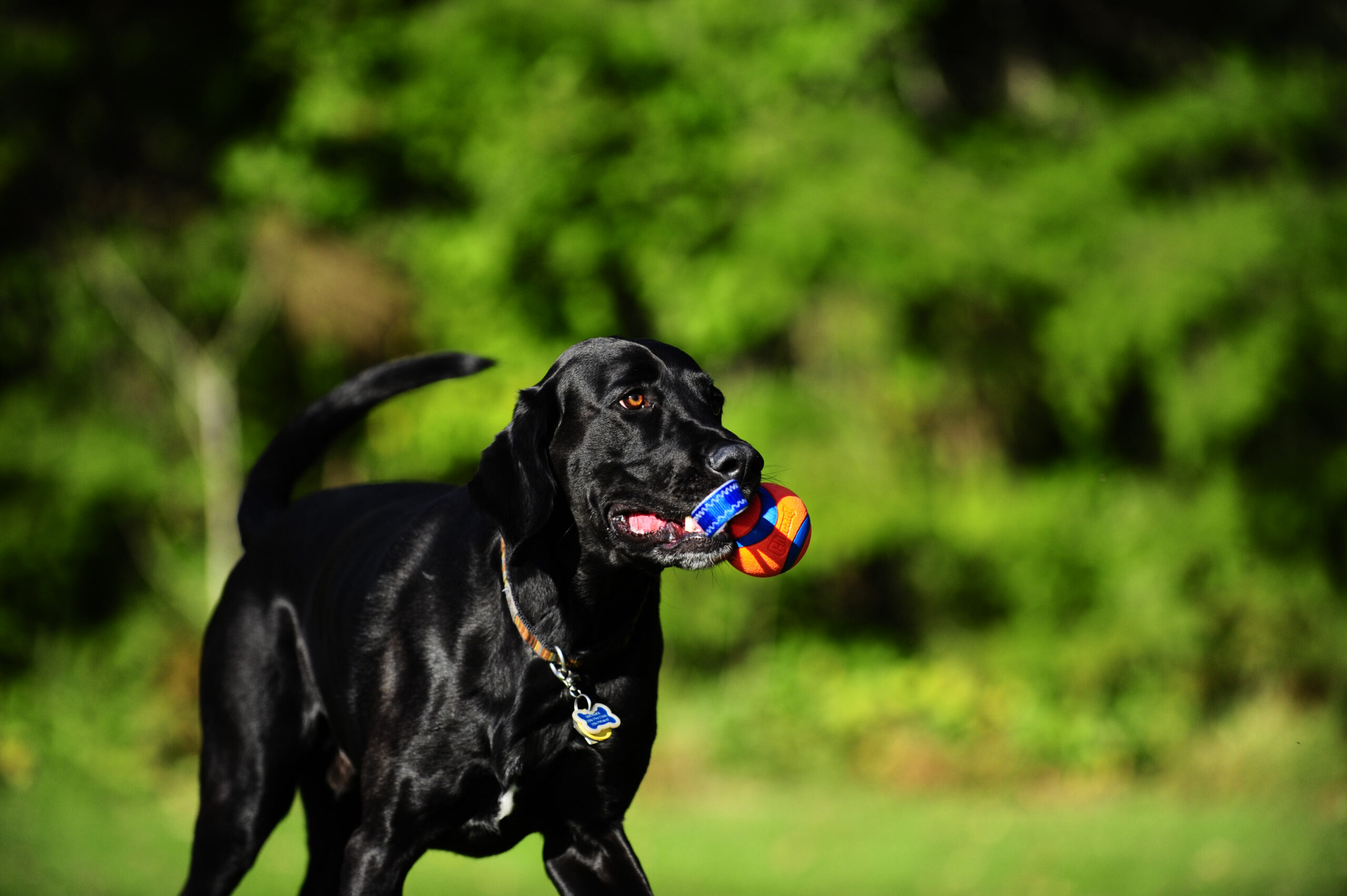 Chuckit! Ultra Tug S 2025 Chuckit! Ultra Tug S - Afbeelding 3