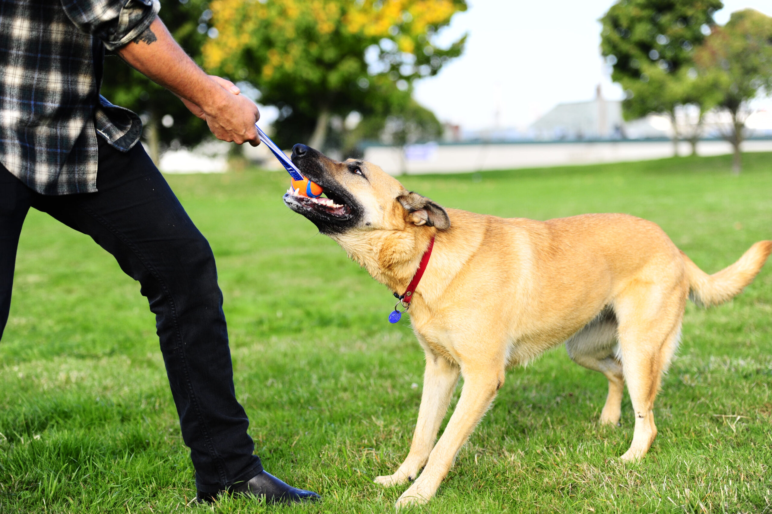 Chuckit! Ultra Tug S 2025 Chuckit! Ultra Tug S - Afbeelding 4