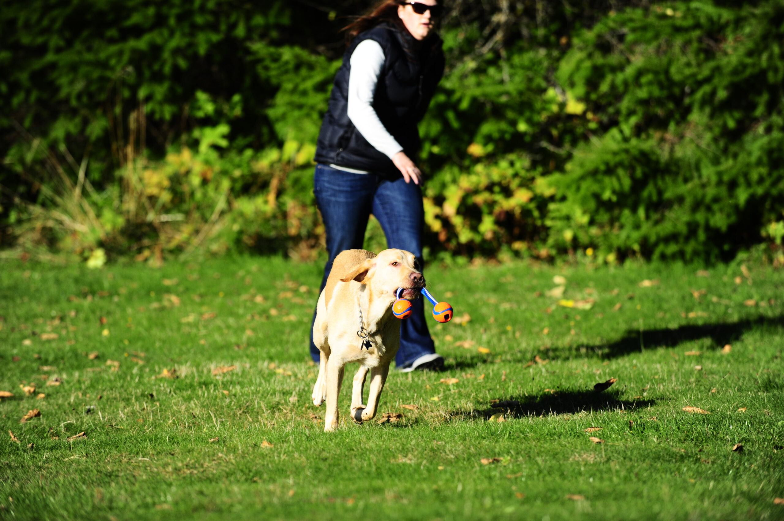 Chuckit! Ultra Duo Tug S 2025 Chuckit! Ultra Duo Tug S - Afbeelding 3