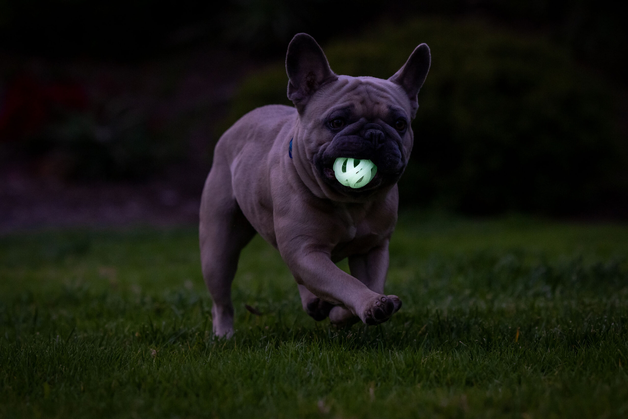 Chuckit! Air Glow Fetch Ball M (2-pack) 2025 Chuckit! Air Glow Fetch Ball M (2-pack) - Afbeelding 5