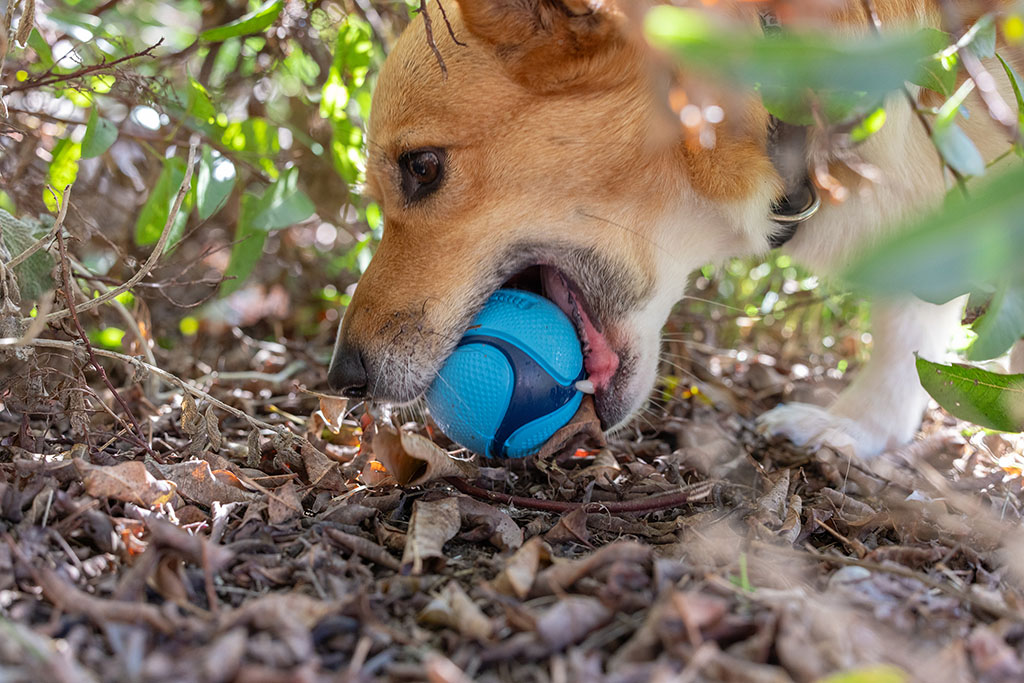 Chuckit! Sniff Fetch Ball Bacon & Peanut Butter M 4-pack 2025 Chuckit! Sniff Fetch Ball Bacon & Peanut Butter M 4-pack - Afbeelding 3