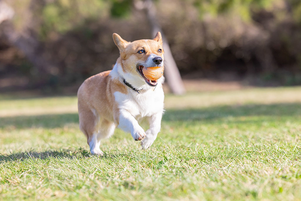 Chuckit! Birthday Fetch Ball M 2025 Chuckit! Birthday Fetch Ball M - Afbeelding 4