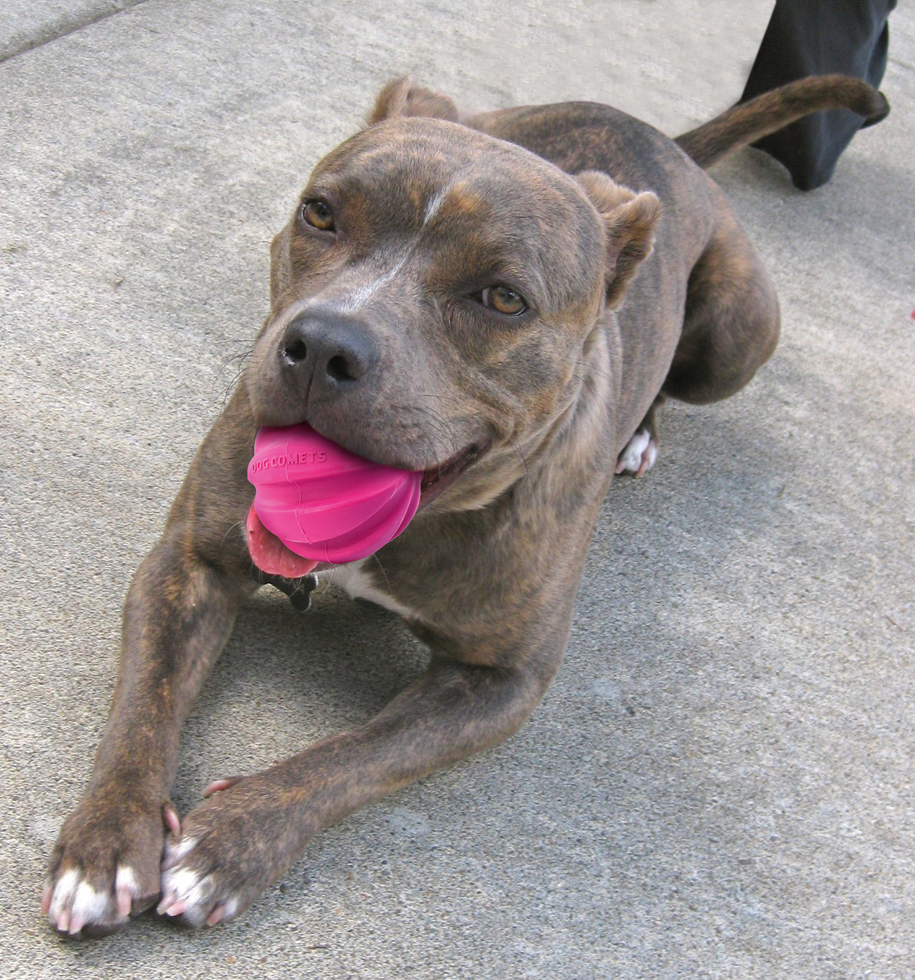 Dog Comets Halley Roze 2025 Dog Comets Halley Roze - Afbeelding 2