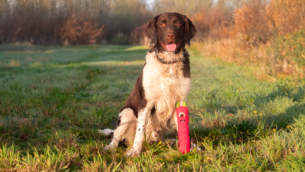 Dog Comets Invaders Groen M 2025 Dog Comets Invaders Groen M - Afbeelding 3