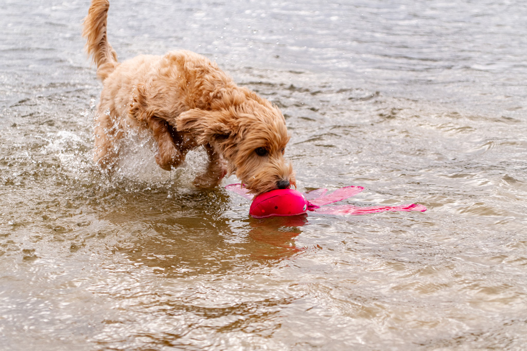 Dog Comets Alien Octo L Roze 2025 Dog Comets Alien Octo L Roze - Afbeelding 3