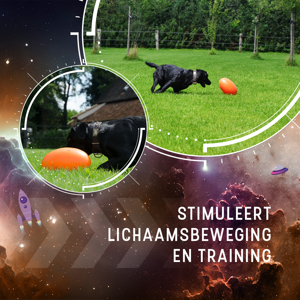 Dog Comets Pan-Stars Oranje L 2025 Dog Comets Pan-Stars Oranje L - Afbeelding 5