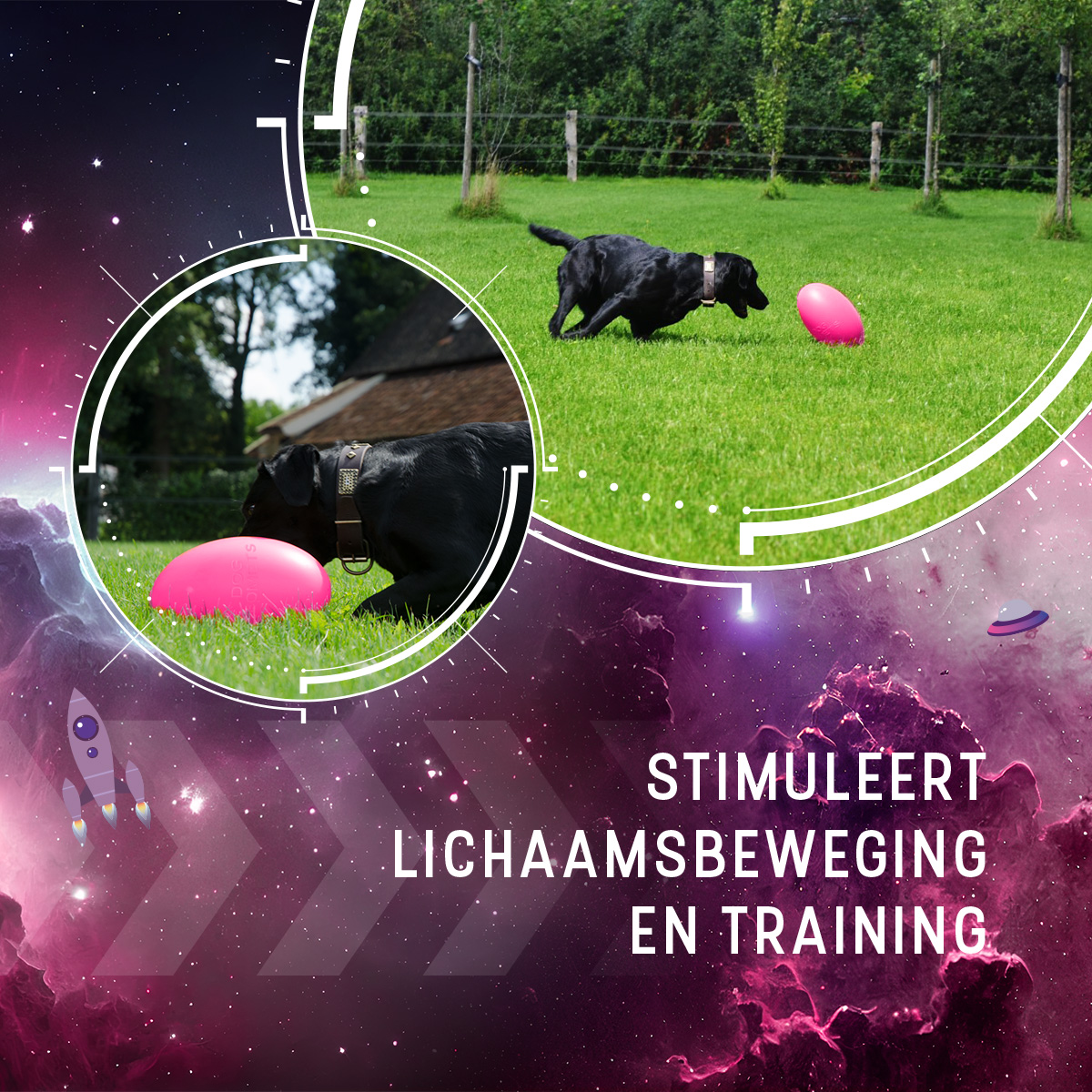 Dog Comets Pan-Stars Roze M 2025 Dog Comets Pan-Stars Roze M - Afbeelding 5