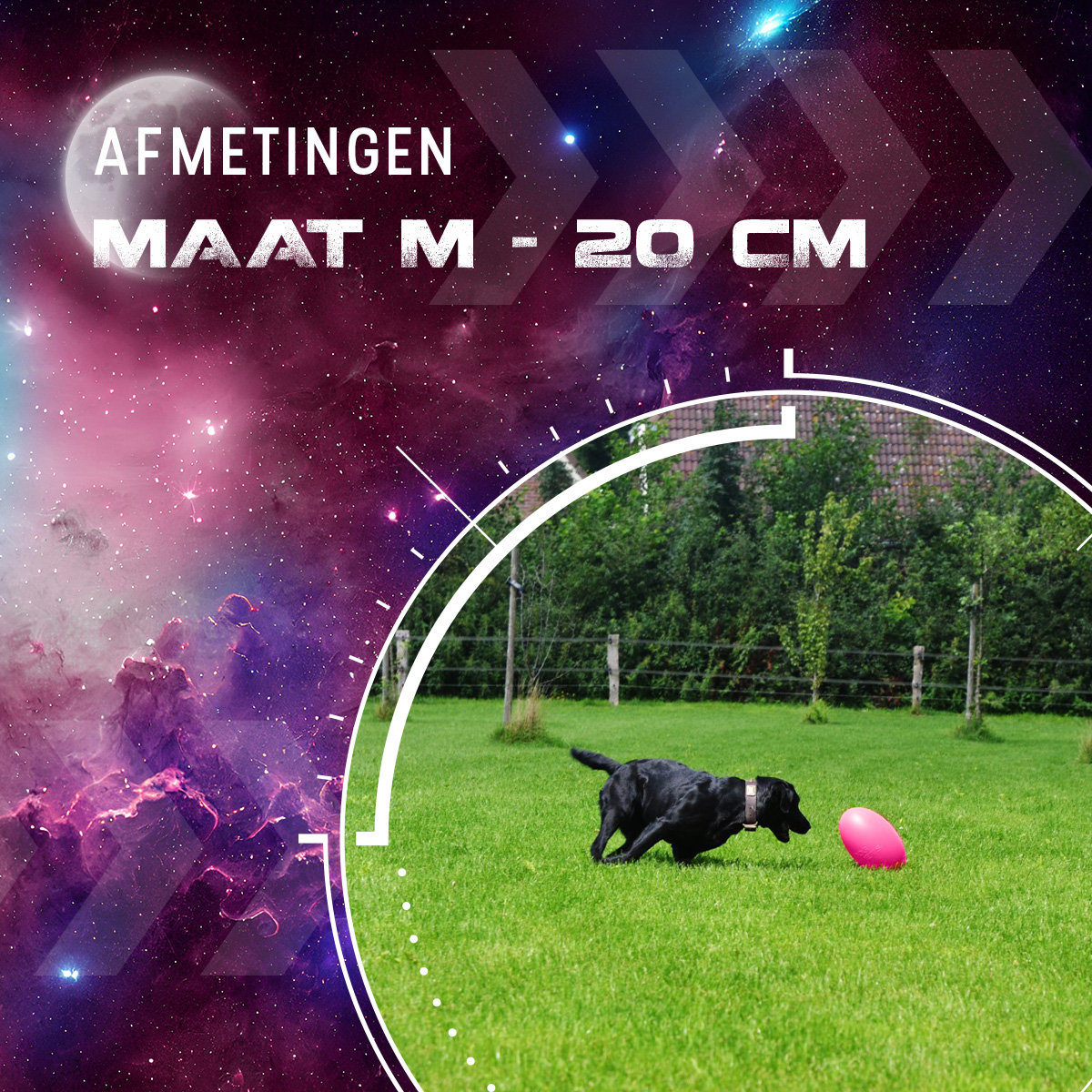 Dog Comets Pan-Stars Roze M 2025 Dog Comets Pan-Stars Roze M - Afbeelding 3