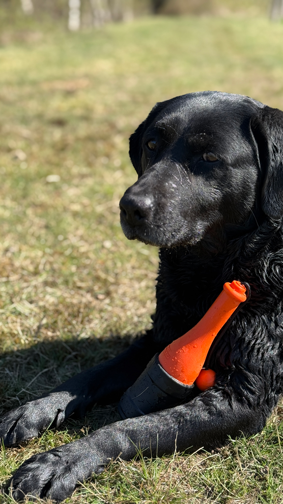 Dog Comets Bobber Roze 2025 Dog Comets Bobber Roze - Afbeelding 5