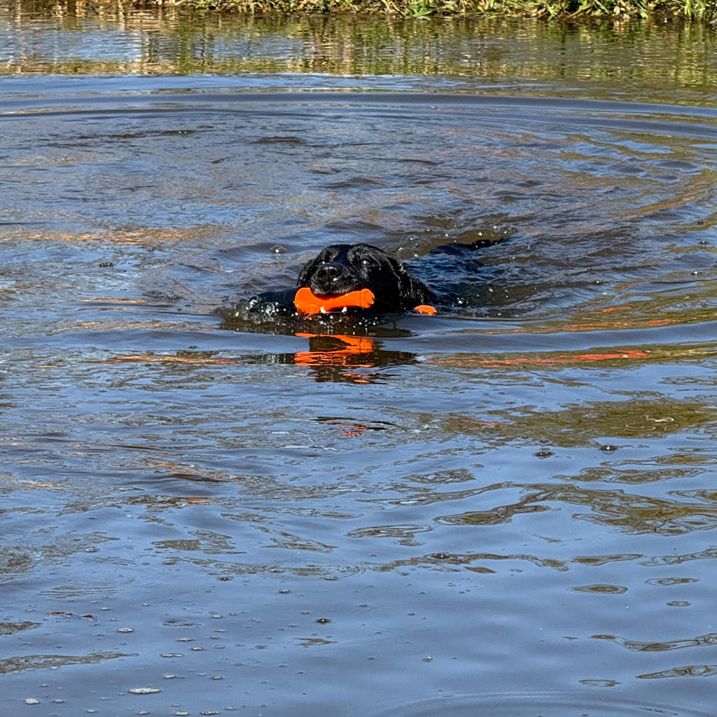 Dog Comets Bobber Roze 2025 Dog Comets Bobber Roze - Afbeelding 2