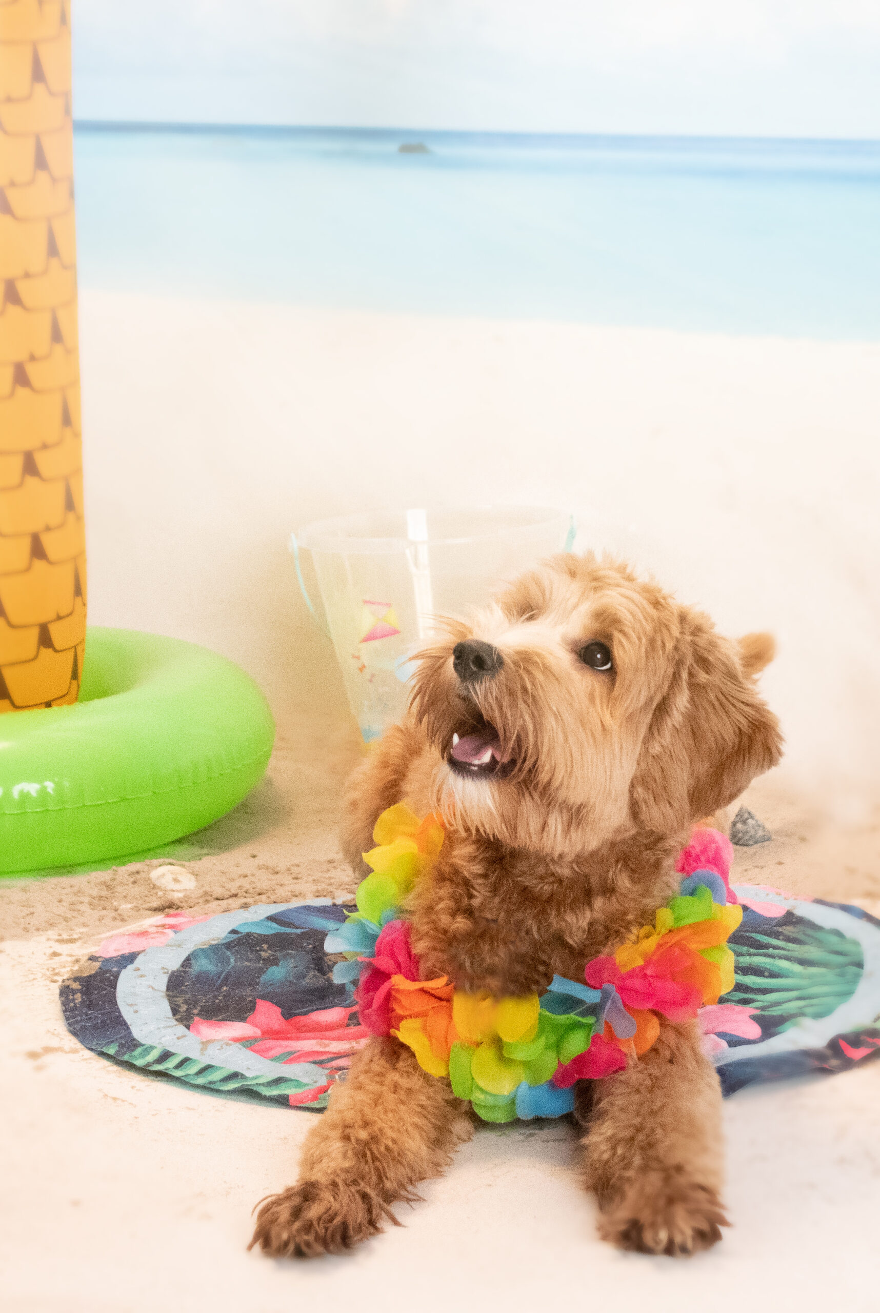 CoolPets Tropical Premium Cooling Mat Flower 2025 CoolPets Tropical Premium Cooling Mat Flower - Afbeelding 4