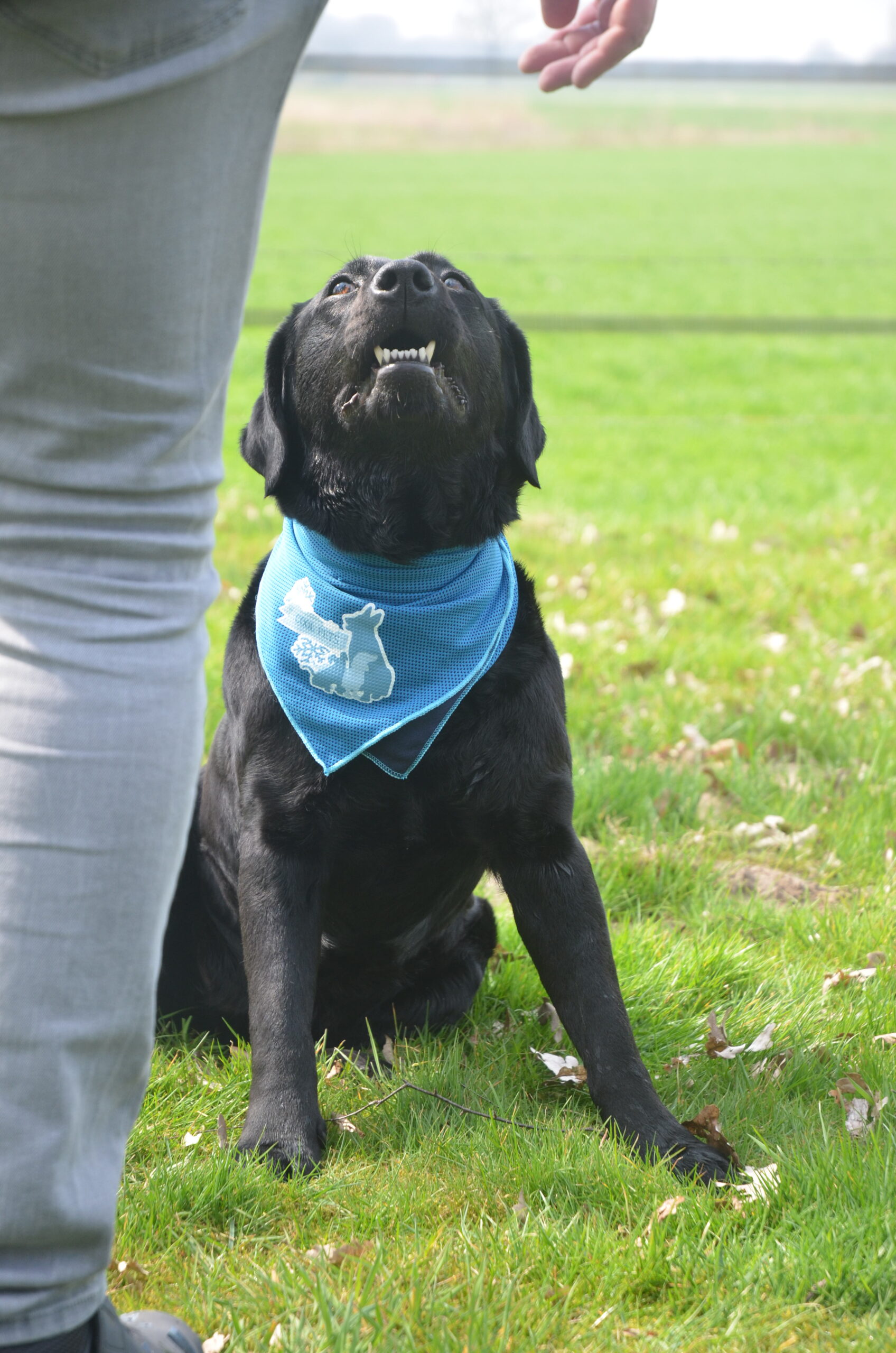 CoolPets Cooling Bandana S 2025 CoolPets Cooling Bandana S - Afbeelding 5