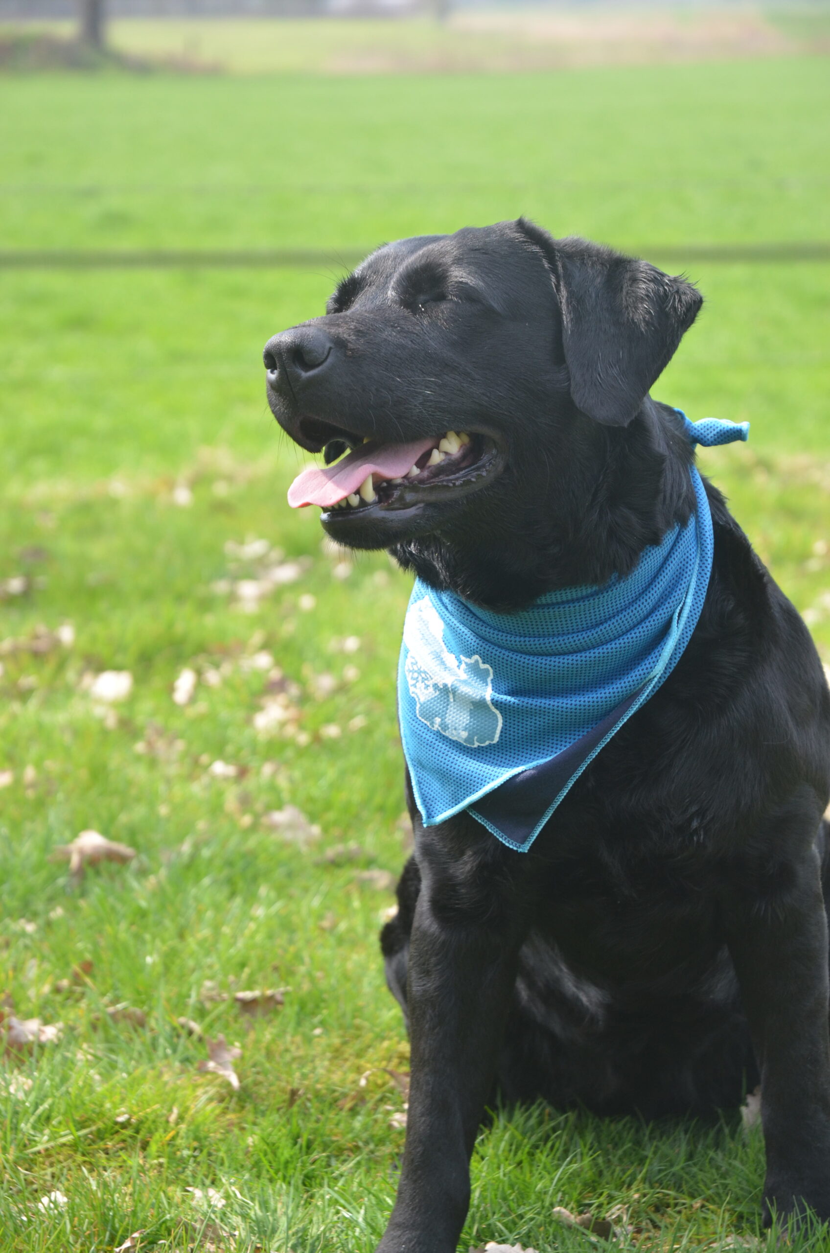 CoolPets Cooling Bandana S 2025 CoolPets Cooling Bandana S - Afbeelding 4
