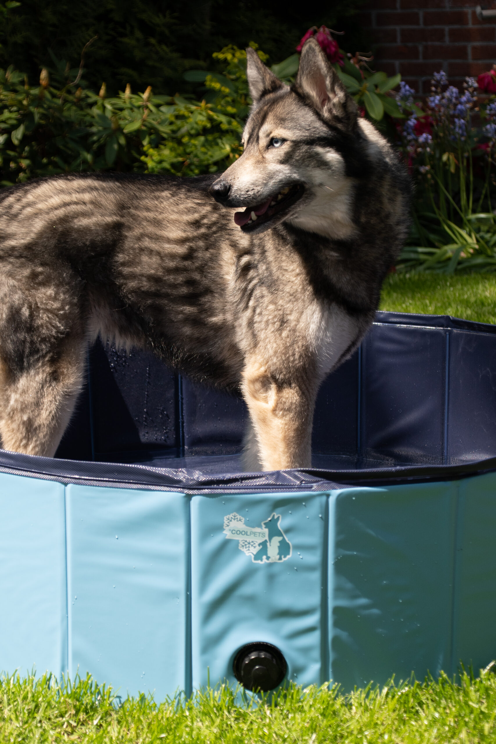 CoolPets Splash Dog Pool ø 80 x 20 cm 2025 CoolPets Splash Dog Pool ø 80 x 20 cm - Afbeelding 4