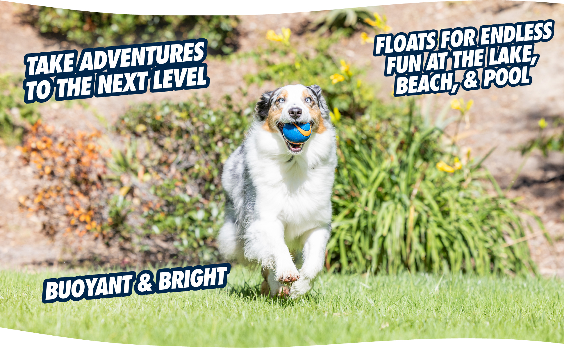 Chuckit! Ultra Squeaker Ball S (1-pack) 2025 Chuckit! Ultra Squeaker Ball S (1-pack) - Afbeelding 5