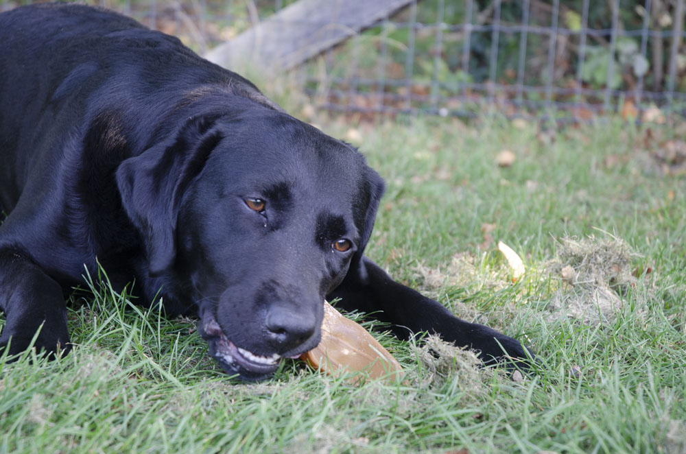 Dental Ears Small 12 st. 2025 Dental Ears Small 12 st. - Afbeelding 4