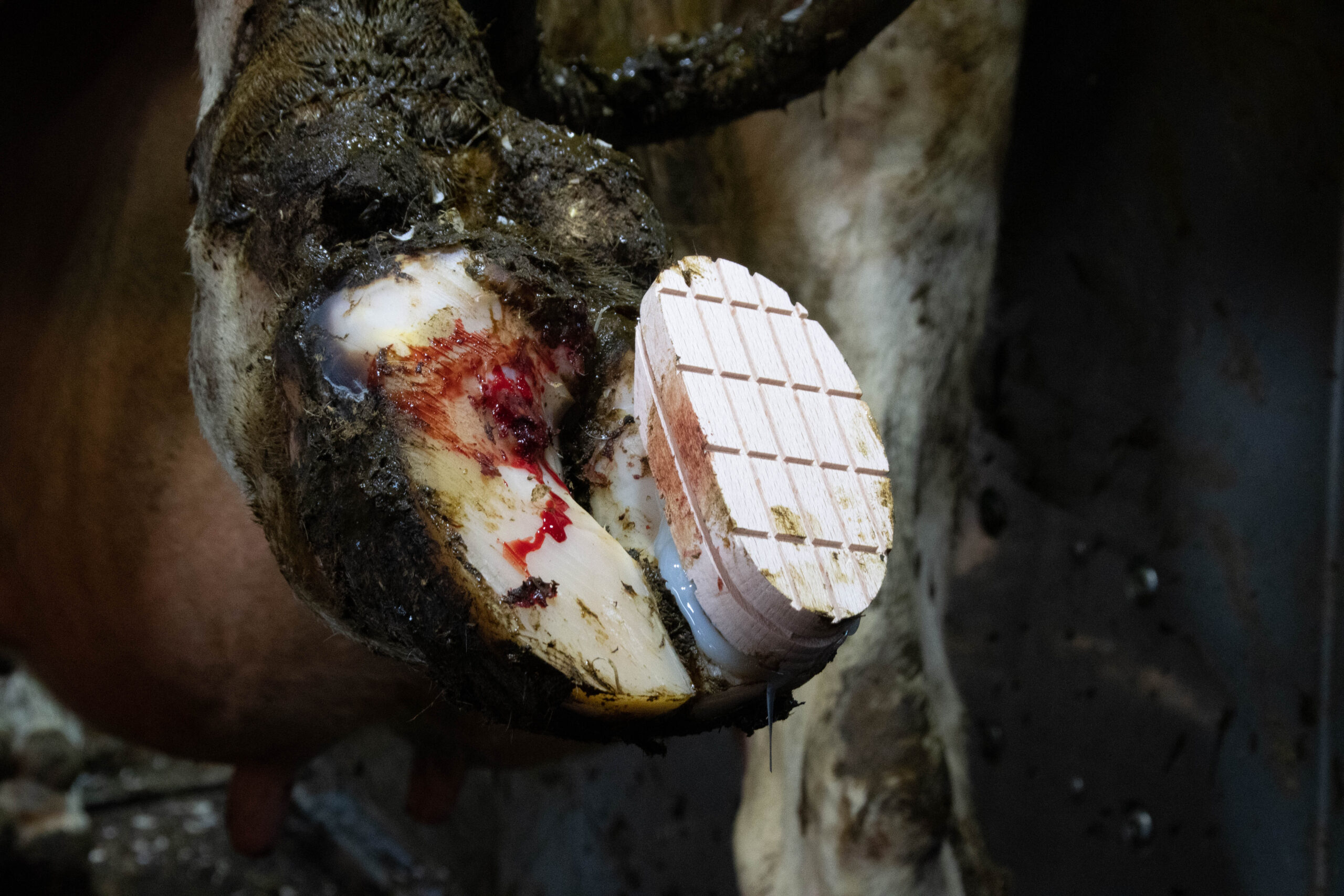 Excellent Easy Hoof Block Hout - 11 cm 2025 Excellent Easy Hoof Block Hout - 11 cm - Afbeelding 3