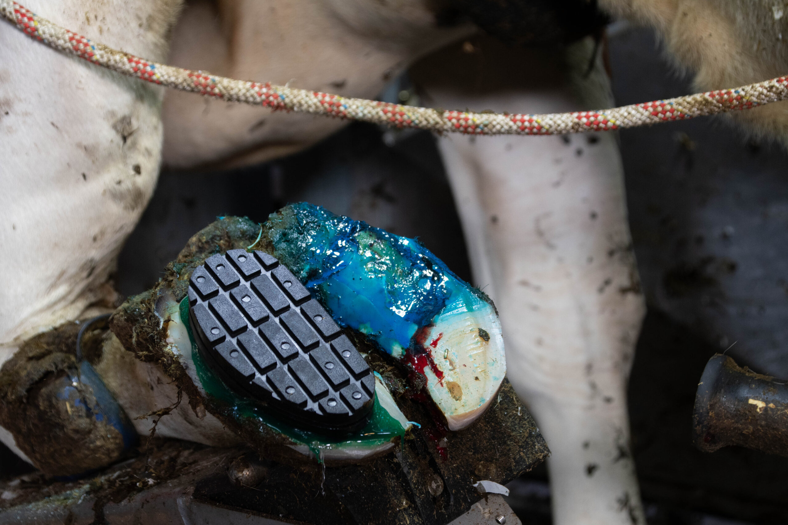 Excellent Easy Hoof Block PVC plastic - 11 cm 2025 Excellent Easy Hoof Block PVC plastic - 11 cm - Afbeelding 3