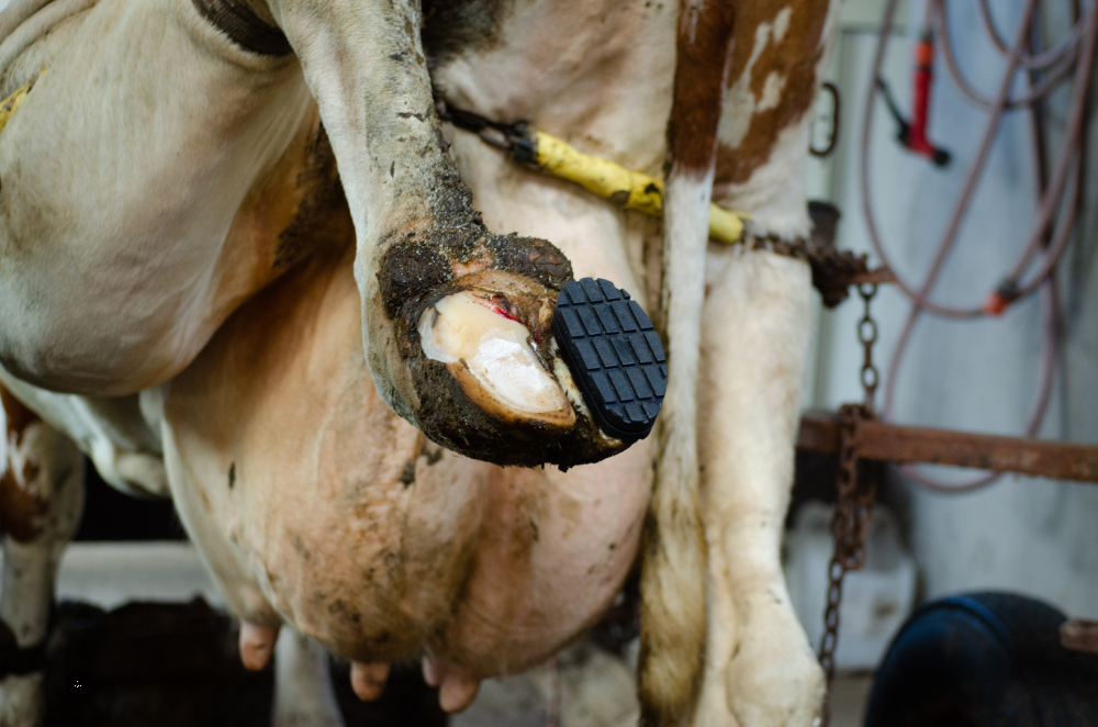 Excellent Easy Hoof Block PVC plastic - 11 cm 2025 Excellent Easy Hoof Block PVC plastic - 11 cm - Afbeelding 4