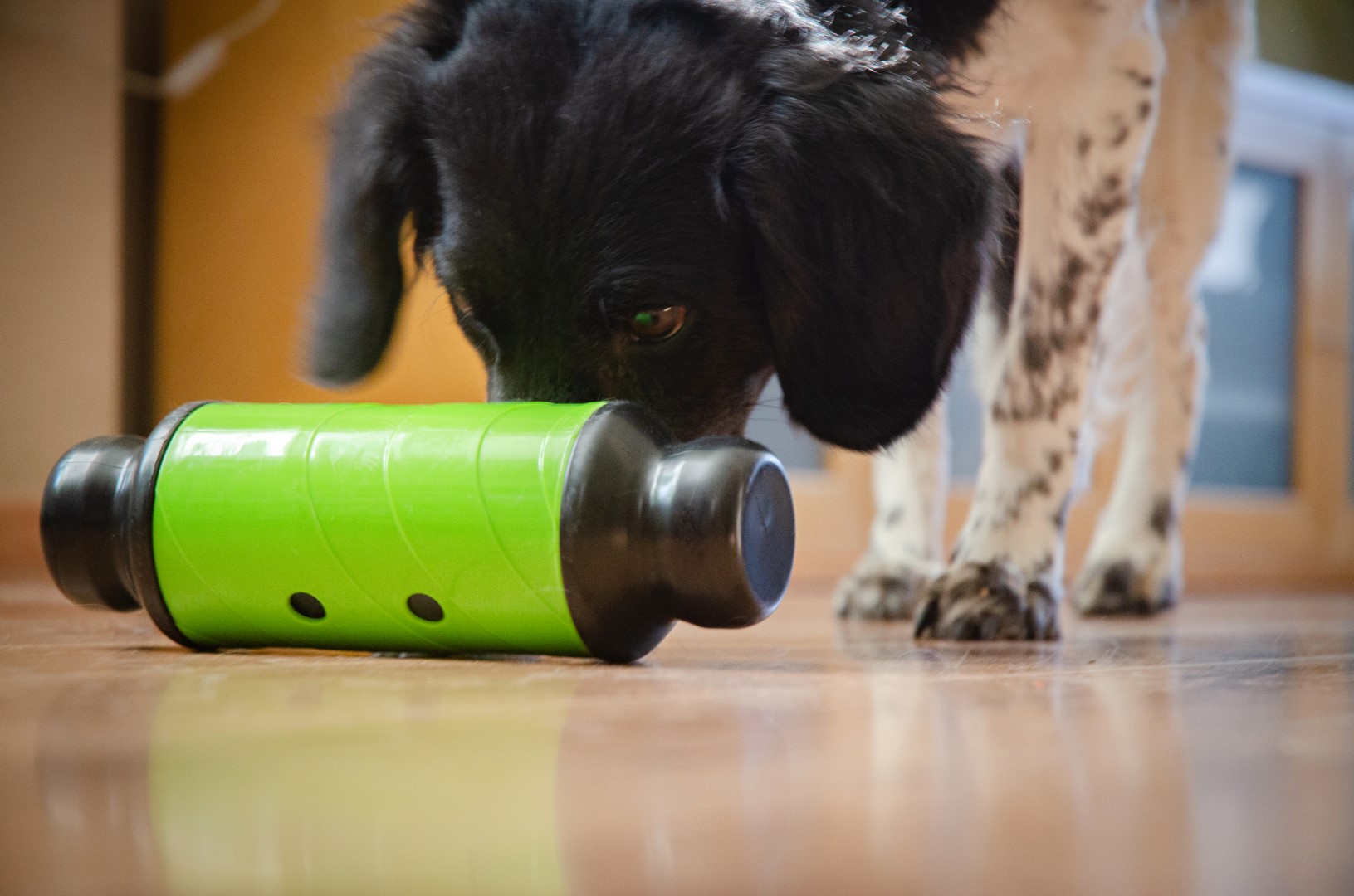 Eat Slow Live Longer Feed & Treat Roller Groen L 2025 Eat Slow Live Longer Feed & Treat Roller Groen L - Afbeelding 5