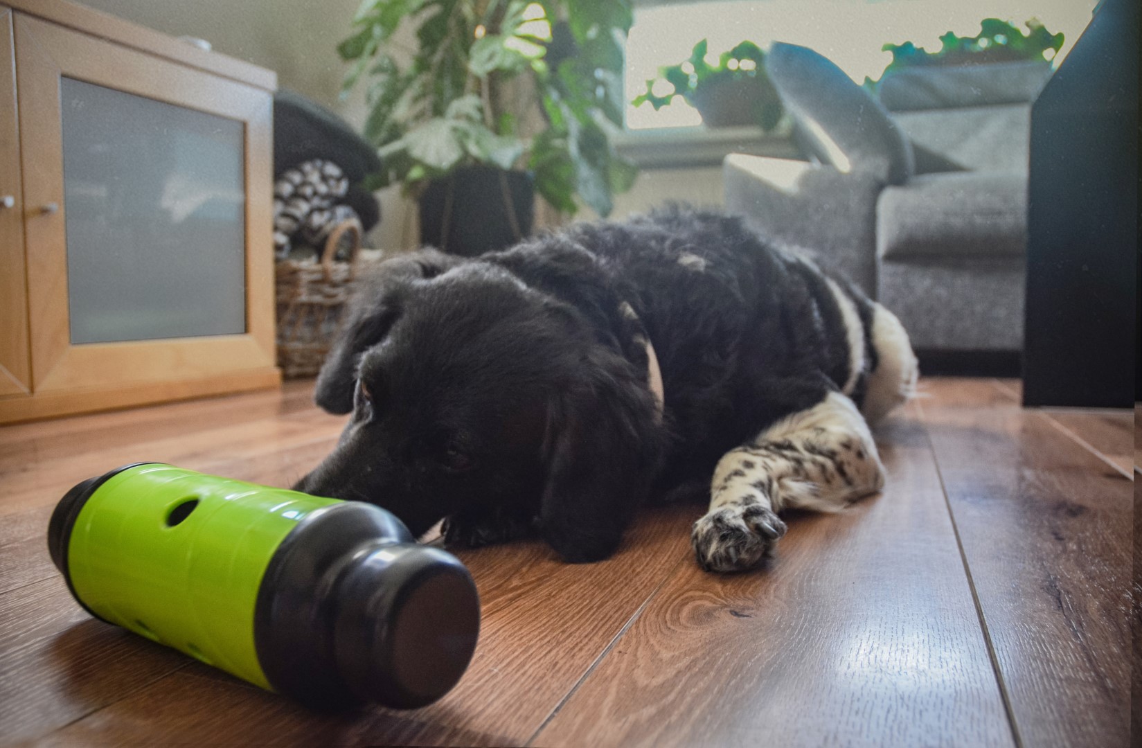 Eat Slow Live Longer Feed & Treat Roller Groen L 2025 Eat Slow Live Longer Feed & Treat Roller Groen L - Afbeelding 4