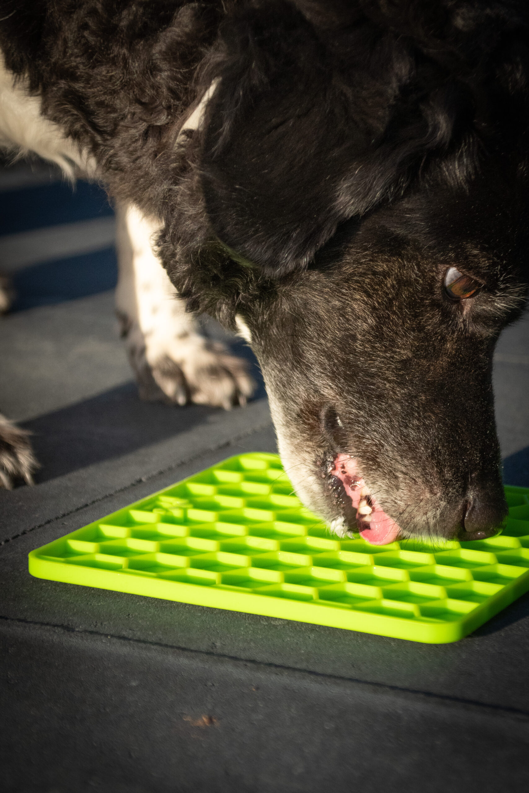 Eat Slow Live Longer Lick Mat Honeycomb Groen 2025 Eat Slow Live Longer Lick Mat Honeycomb Groen - Afbeelding 4