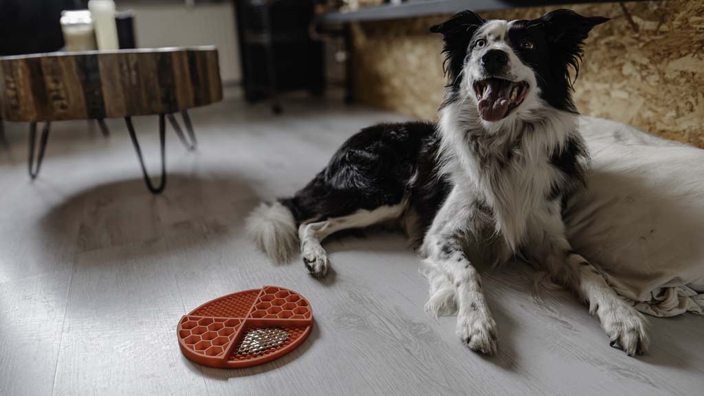 Eat Slow Live Longer Lick Mat Dimensions Circle Rood 2025 Eat Slow Live Longer Lick Mat Dimensions Circle Rood - Afbeelding 5