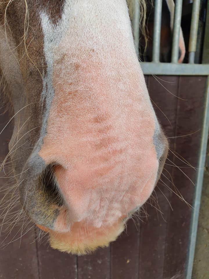 Excellent Horse Sunblock Cream SPF 30 150 g 2025 Excellent Horse Sunblock Cream SPF 30 150 g - Afbeelding 3