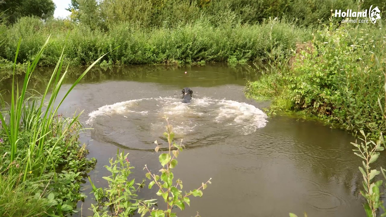 Dog Comets Stardust Zwart/Roze M 2025 Dog Comets Stardust Zwart/Roze M - Afbeelding 2