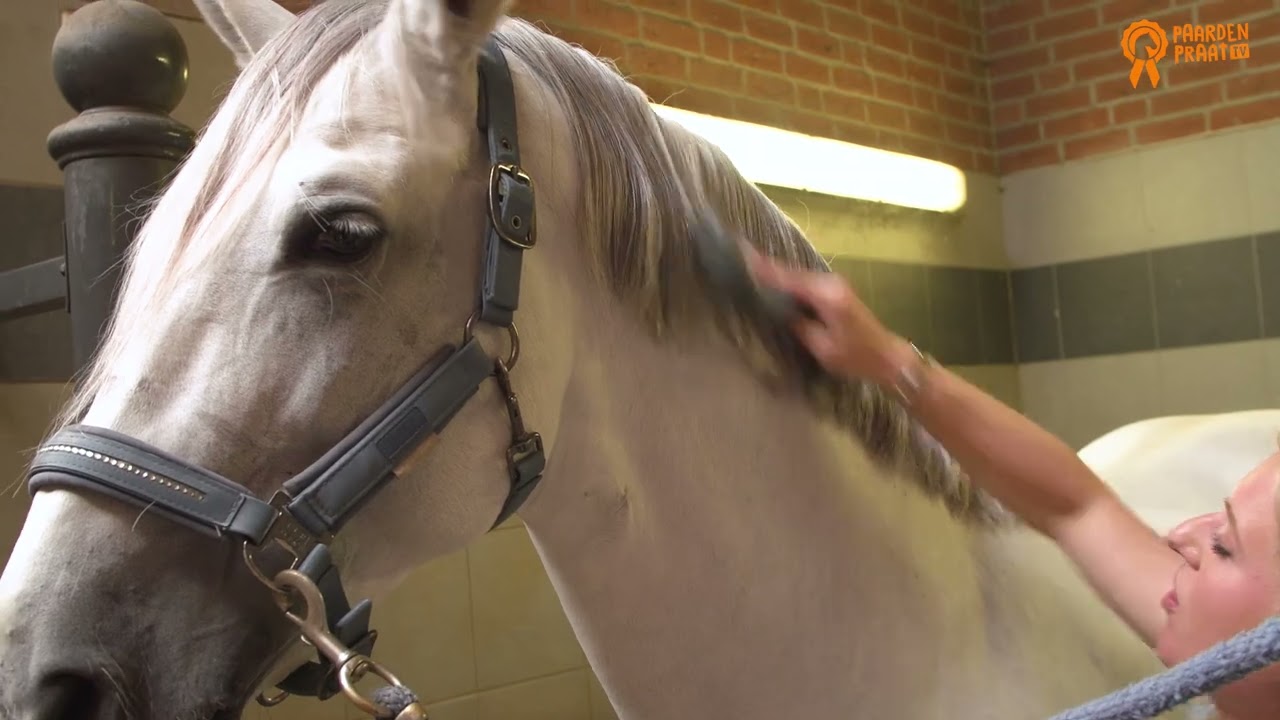 Paardenpraat TV Glans Spray 250 ml 2025 Paardenpraat TV Glans Spray 250 ml - Afbeelding 2