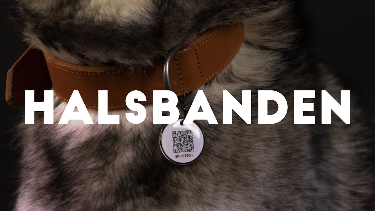 Spotted! Pro Leren Halsband Zwart 3 x 60 cm 2025 Spotted! Pro Leren Halsband Zwart 3 x 60 cm - Afbeelding 2