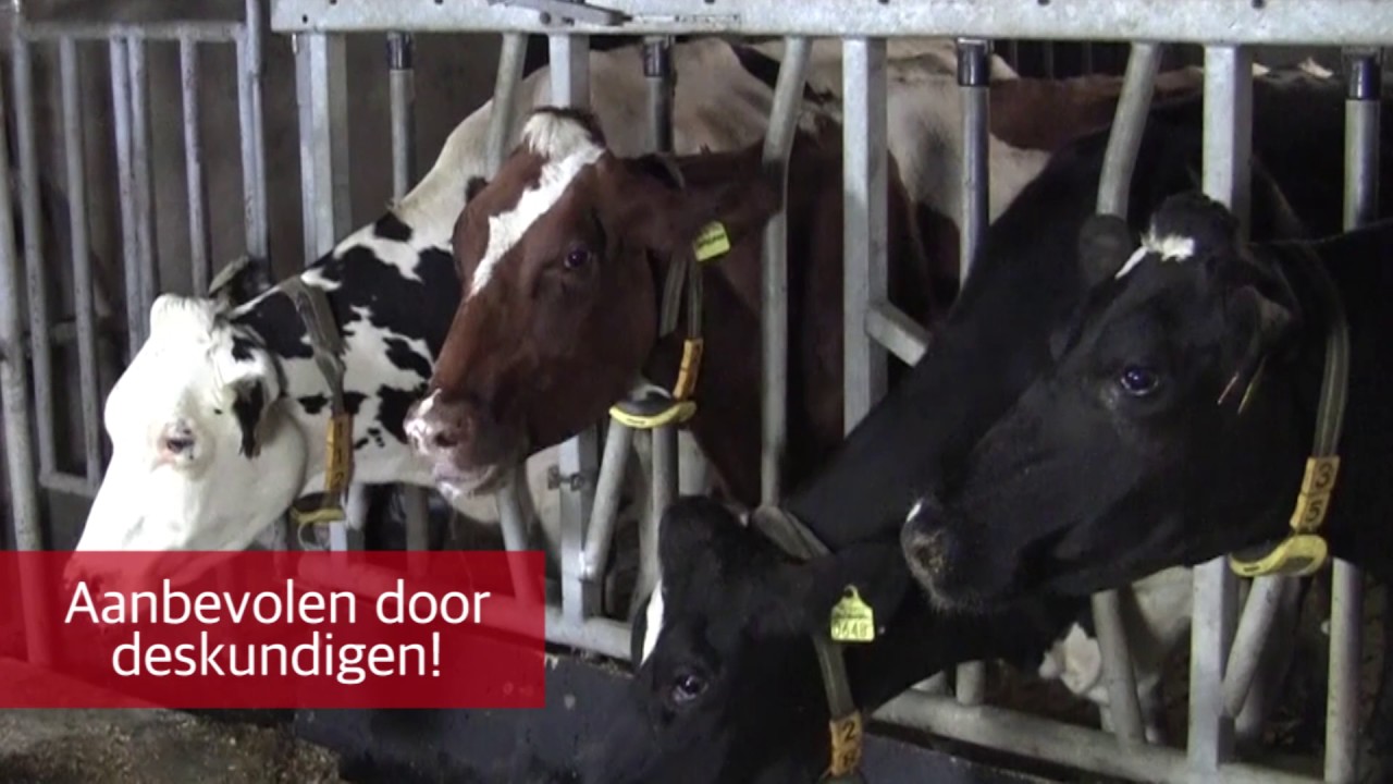 Excellent Calbal Plus 2025 Excellent Calbal Plus - Afbeelding 2