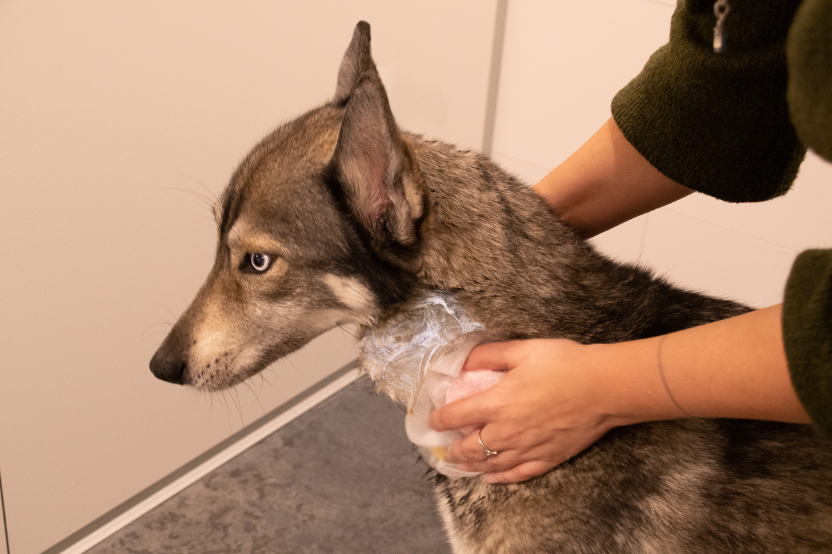 Groomers Secret Shampoo Bar Roos 2025 Groomers Secret Shampoo Bar Roos - Afbeelding 6