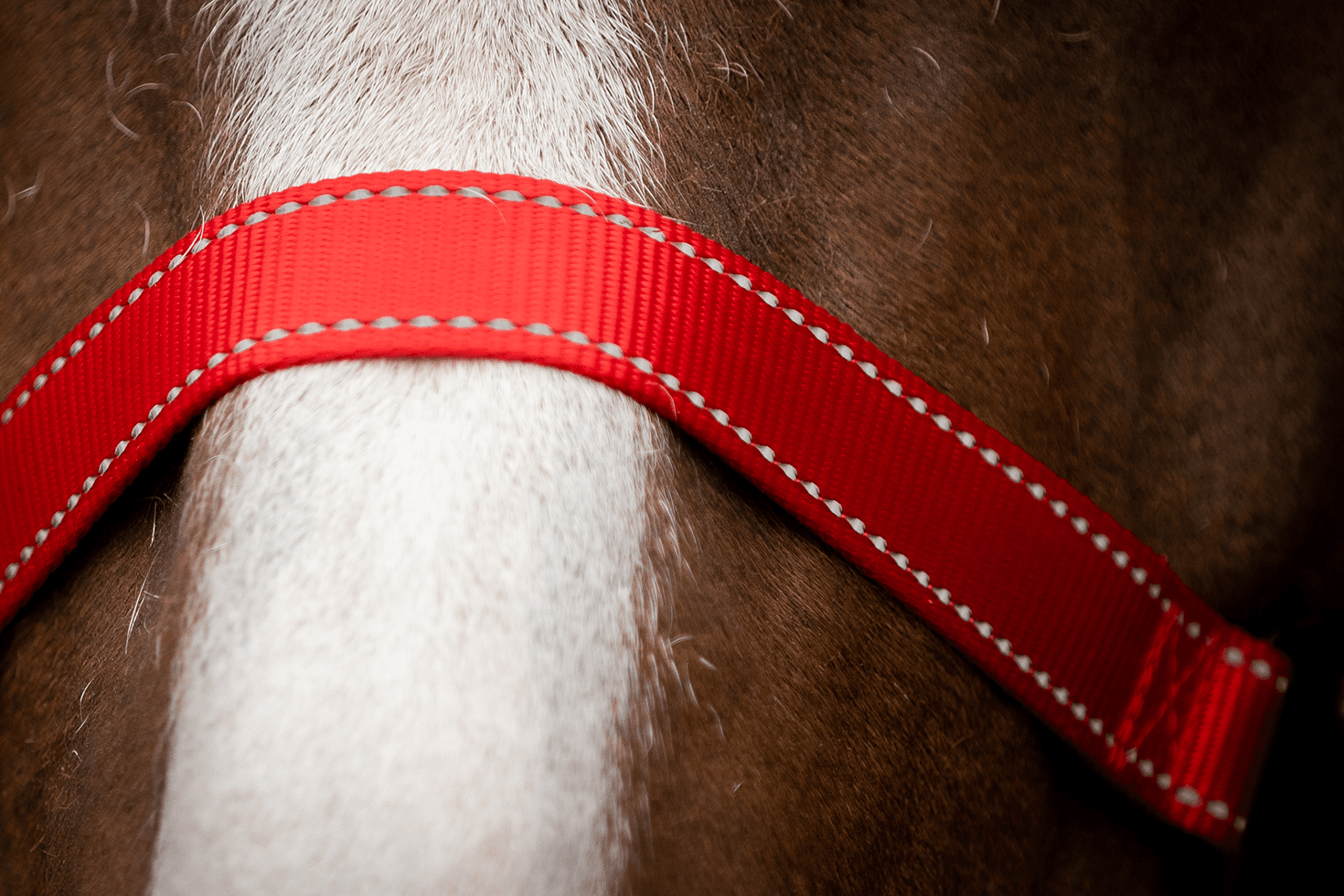 Excellent Premium Halster Rood XS 2025 Excellent Premium Halster Rood XS - Afbeelding 4