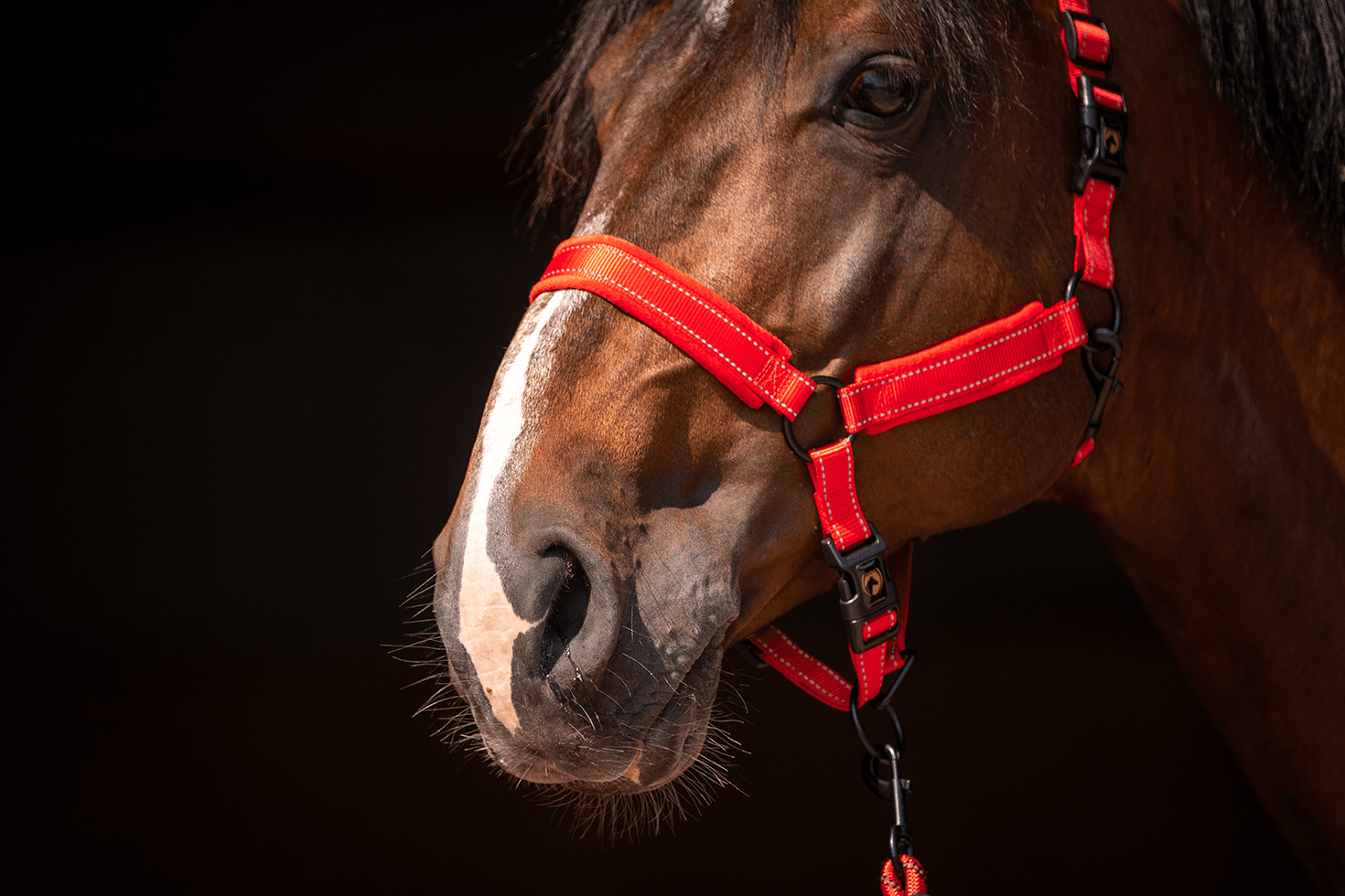 Excellent Superior Halster Rood XS 2025 Excellent Superior Halster Rood XS - Afbeelding 3