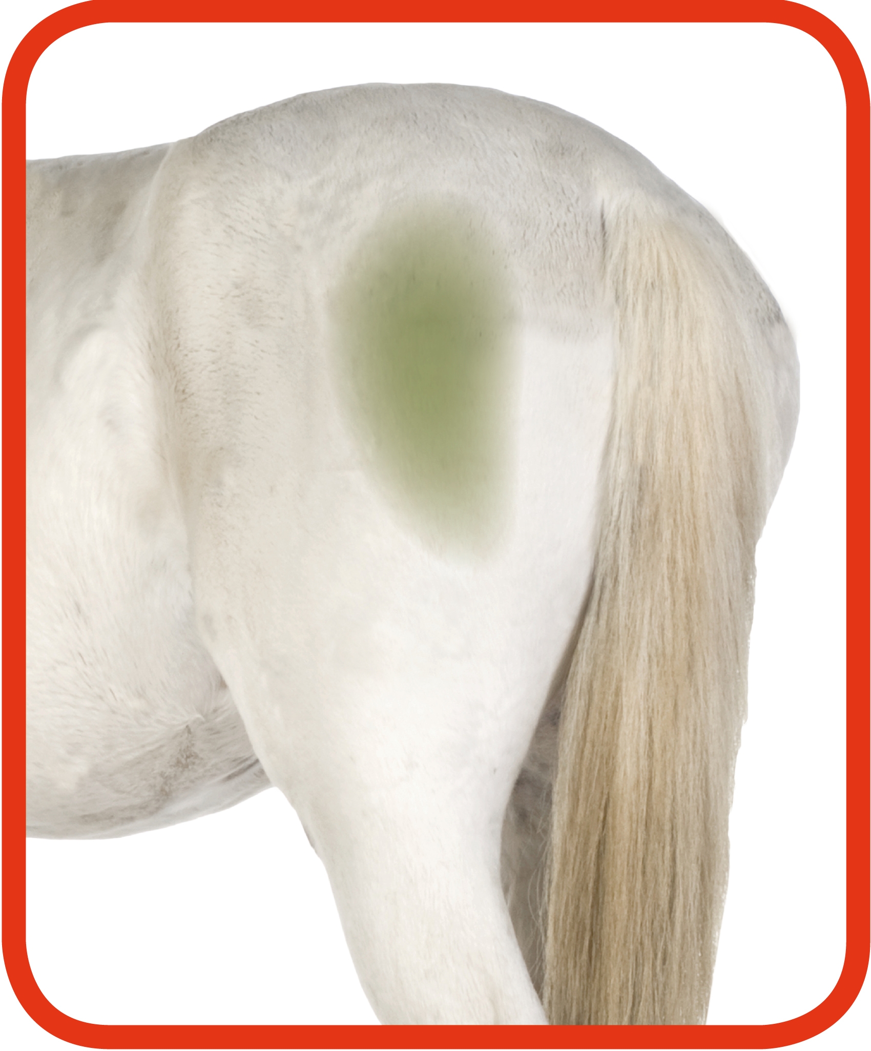 Excellent Horse Hi Gloss Clean Spray 500 ml 2025 Excellent Horse Hi Gloss Clean Spray 500 ml - Afbeelding 3