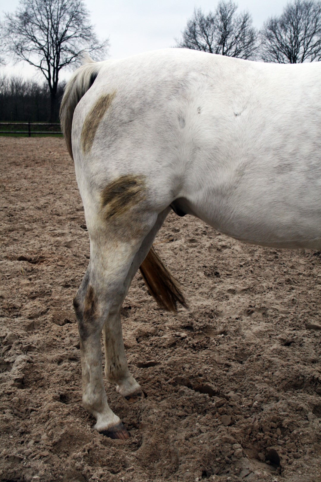 Excellent Horse Hi Gloss Clean Spray 500 ml 2025 Excellent Horse Hi Gloss Clean Spray 500 ml - Afbeelding 5