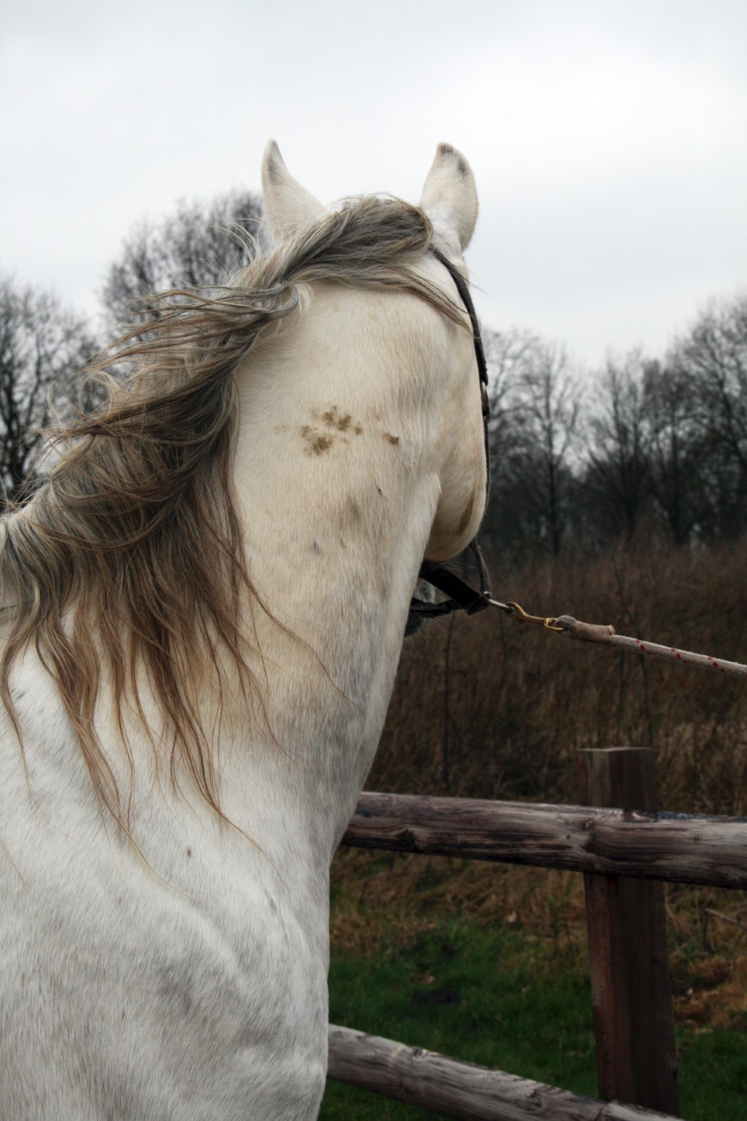 Excellent Horse Hi Gloss Clean Spray 500 ml 2025 Excellent Horse Hi Gloss Clean Spray 500 ml - Afbeelding 4