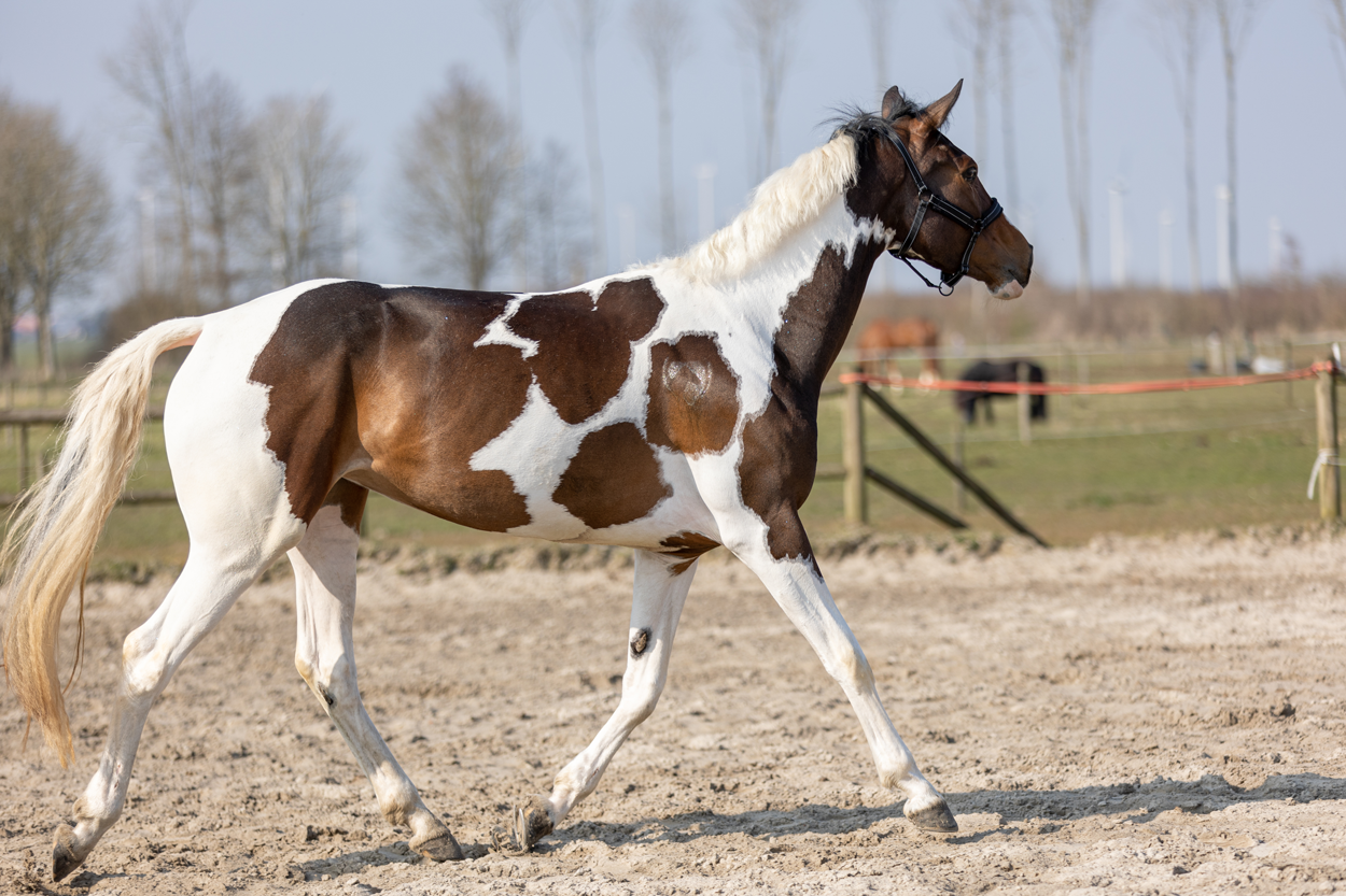 Excellent Horse Hi Gloss Glitter Spray Gold 250 ml 2025 Excellent Horse Hi Gloss Glitter Spray Gold 250 ml - Afbeelding 2