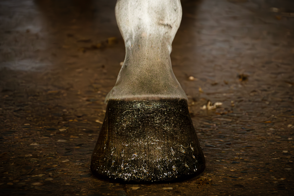 Excellent Horse Hi Gloss Glitter Hoof Polish Gold 150 ml 2025 Excellent Horse Hi Gloss Glitter Hoof Polish Gold 150 ml - Afbeelding 2