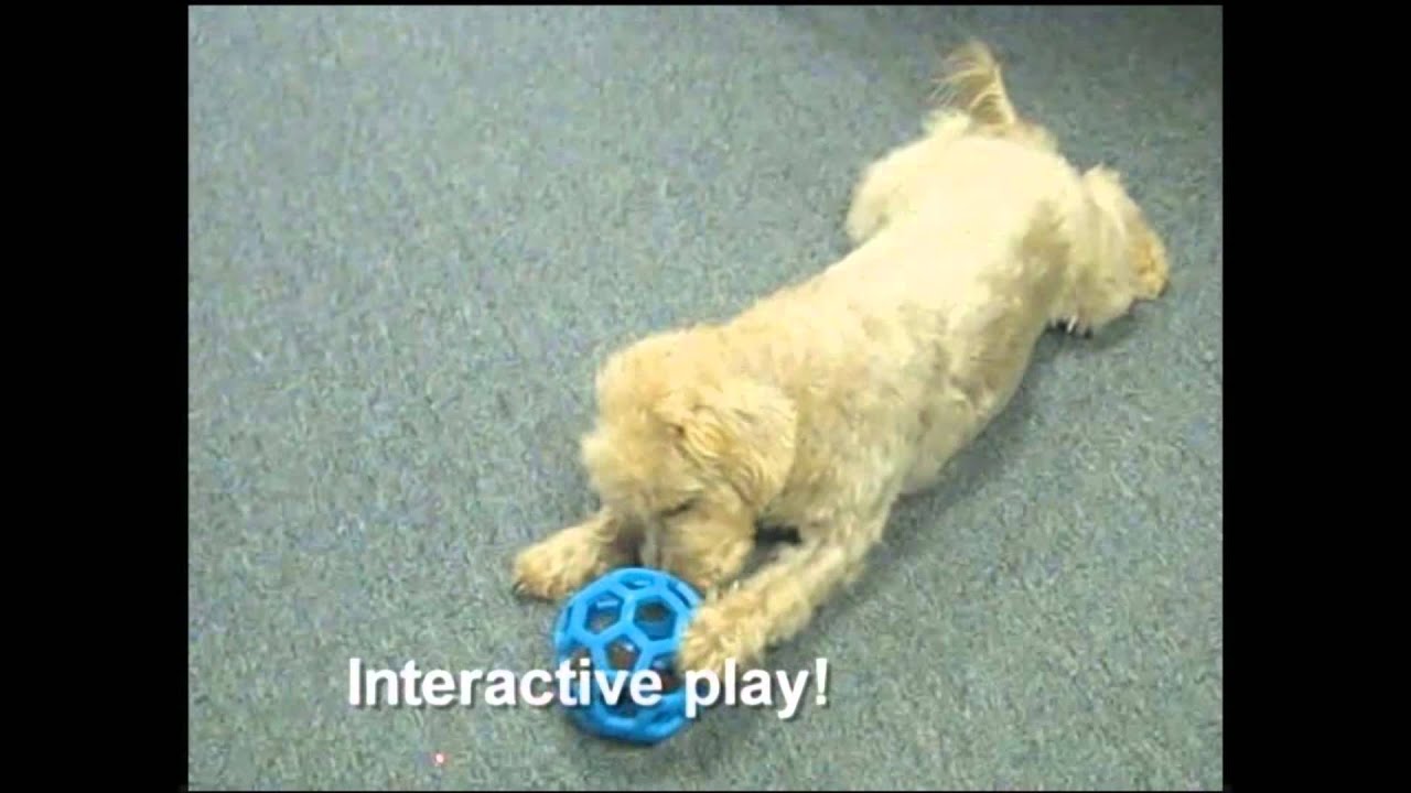 JW Hol-ee Roller assorti Jumbo - 19 cm 2025 JW Hol-ee Roller assorti Jumbo - 19 cm - Afbeelding 6