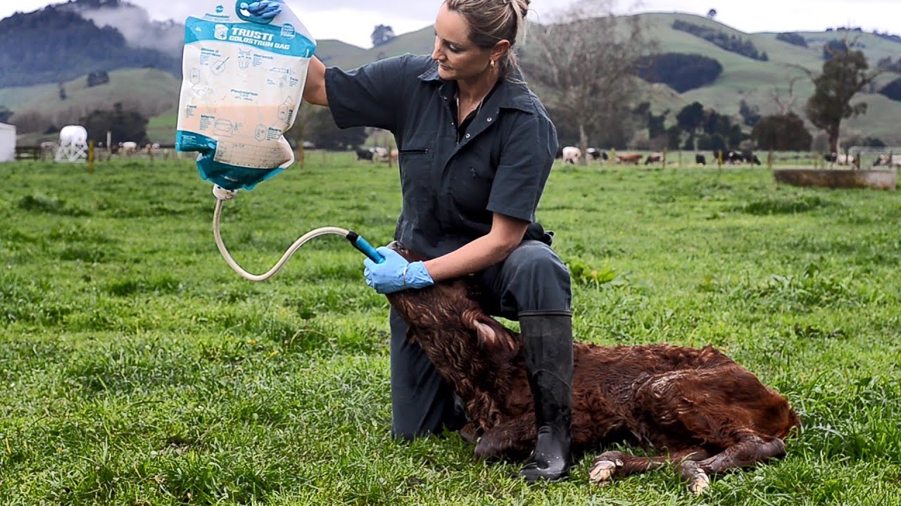 Antahi Trusti Tuber Colostrum Bag Set 10 x 4 L 2025 Antahi Trusti Tuber Colostrum Bag Set 10 x 4 L - Afbeelding 2