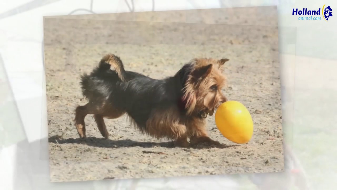 Jolly Egg Paars L (30 cm) 2025 Jolly Egg Paars L (30 cm) - Afbeelding 5