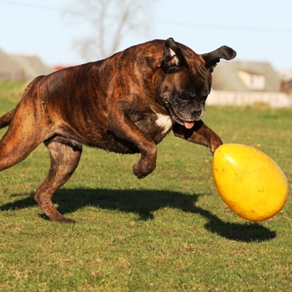 Jolly Egg Geel S (20 cm) 2025 Jolly Egg Geel S (20 cm) - Afbeelding 2