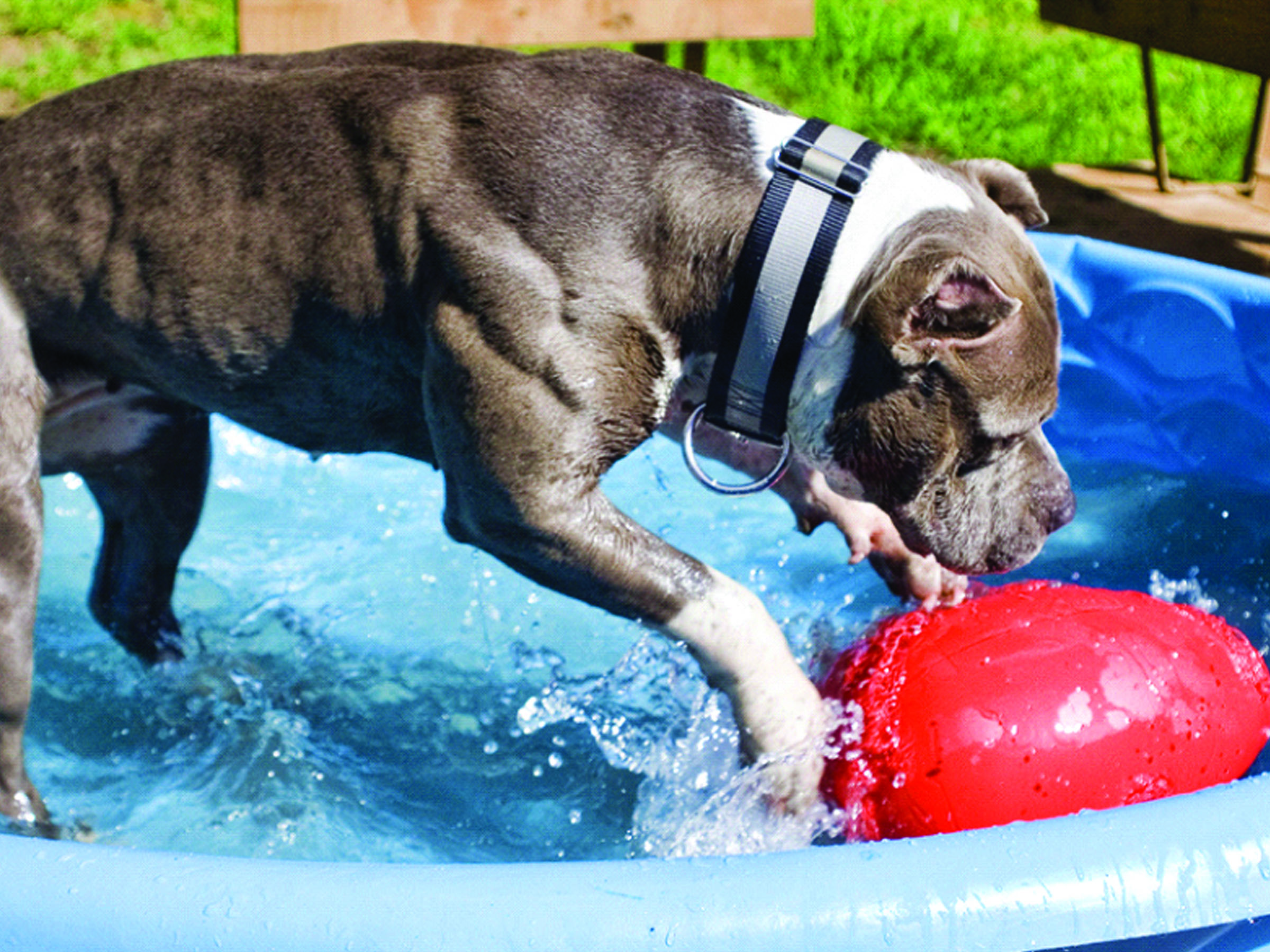 Jolly Egg Rood L (30 cm) 2025 Jolly Egg Rood L (30 cm) - Afbeelding 4